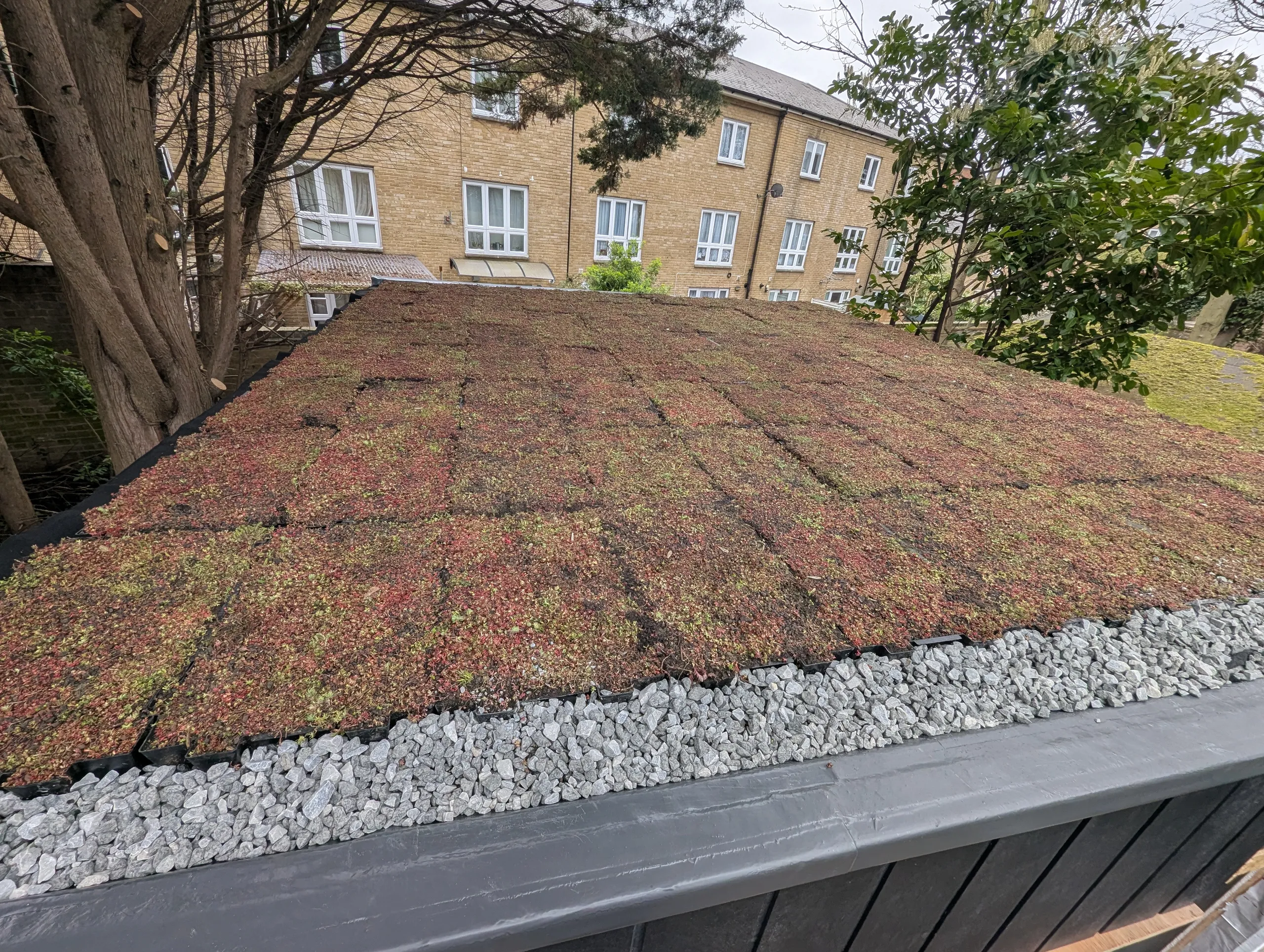 The completed sedum roof seen from above, a dense red and green mat of vegetation with a pale pebble fire break around the edge and the neighbouring building beyond